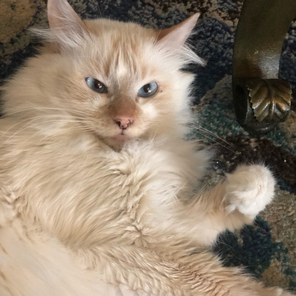 Meet your Posher, Ashley - Picture 1 of 1